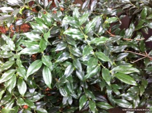 Sarcoca ruscifolia - foliage